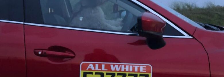 All White Taxis