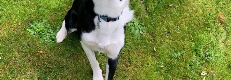 Barking Mad