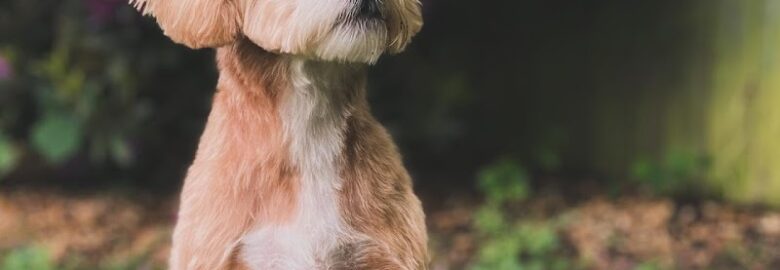 Churchtown Pet Boutique
