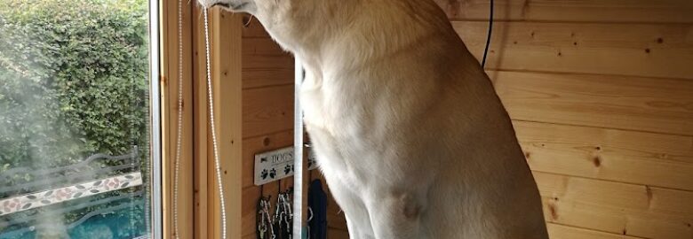 Dandys Dog Grooming