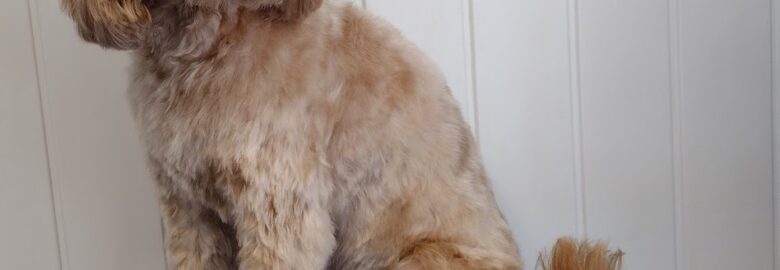 Dickie Dogs Grooming