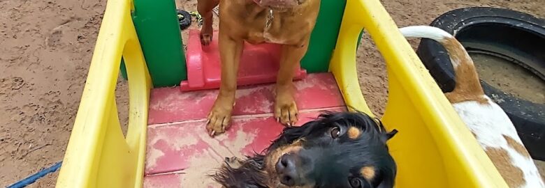 Doggie Dayz