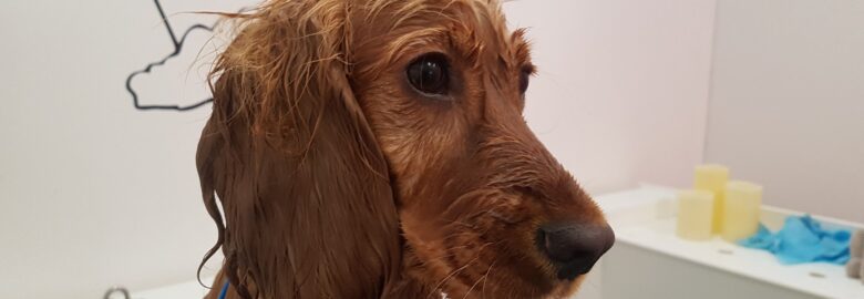 Doggie Designs Grooming