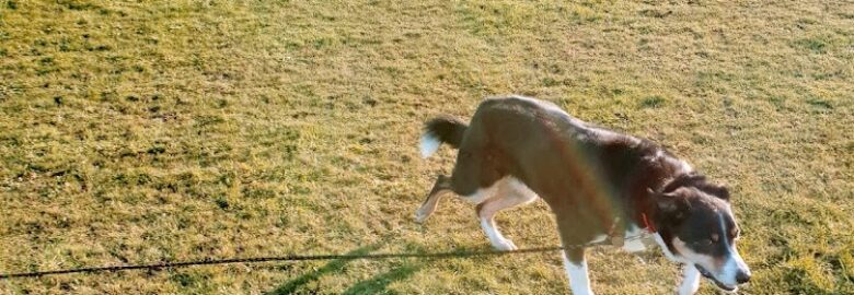 Dogs Globe Dog Care