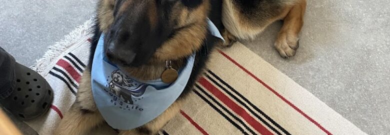 Dogs Life K9 Spa