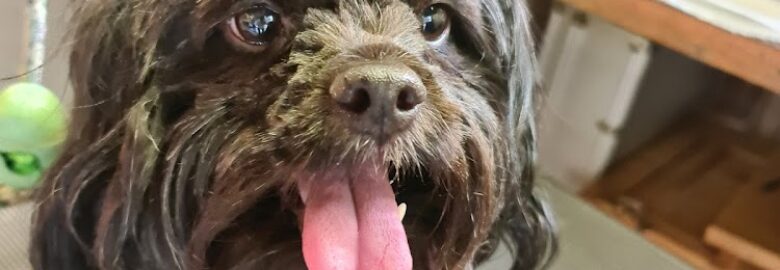 Glad Wags