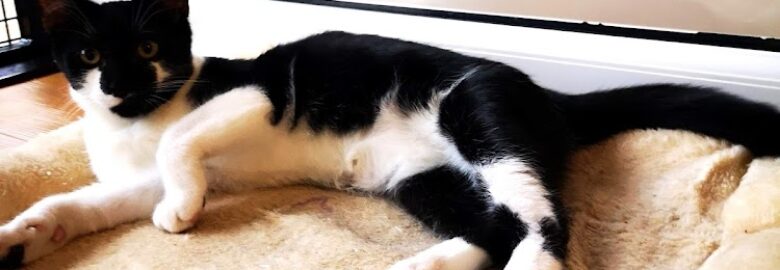 Greenacre Luxury Cat Hotel