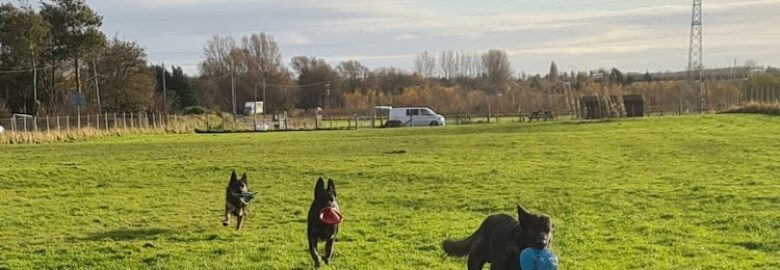 Jacksmere Dog Walking Field