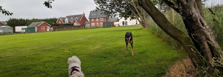 Laurel House Dog Walking Field