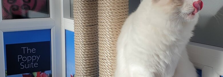 Longcroft Luxury Cat Hotel