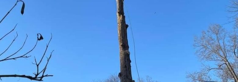 Mantensil Tree Care