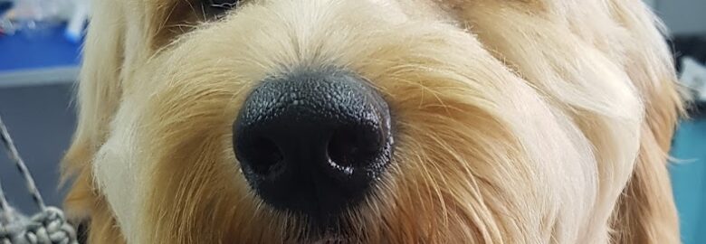 Pawz 2 Groom