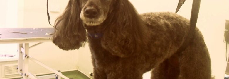 Purple Paws Dog Grooming