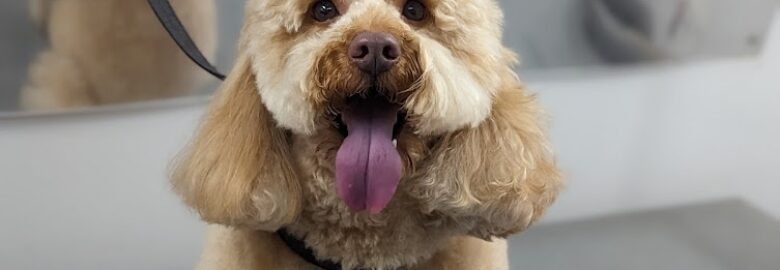 Spark & Bark Mobile Dog Grooming