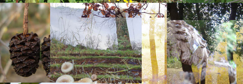 Sparkes Gardens