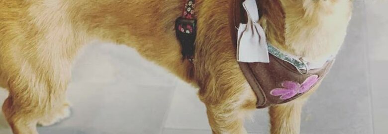 Tidy Paws