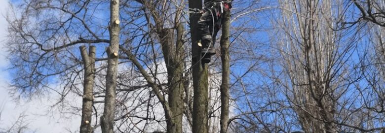 Traditional Tree Care