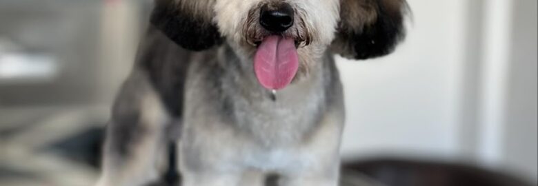 Waggy Washes