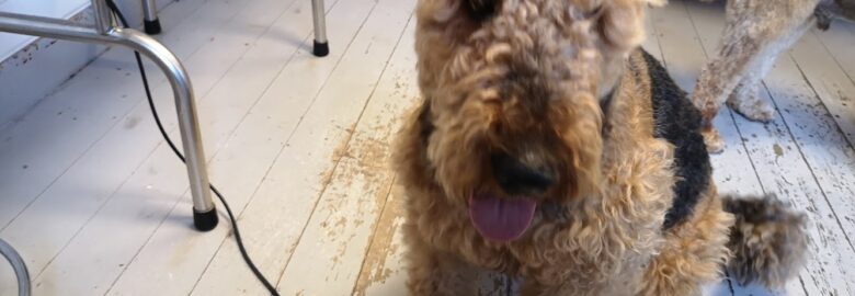 Woof It Dog Grooming