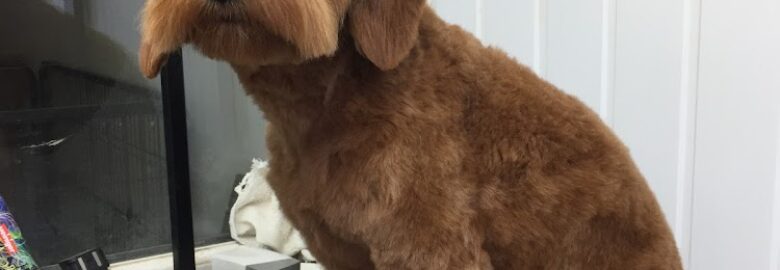 Woof n Ready dog groomer