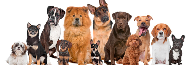 best4pets